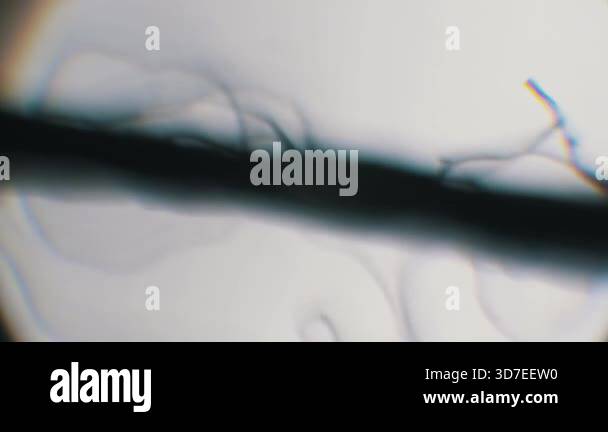 Macro view of a black sewing thread showing single strand fibers ...