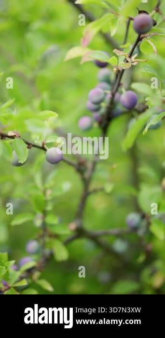 vertical shot of organic fresh java plum on tree with... close-up green plum branch, purple fruit clustered on twig, gentle ...