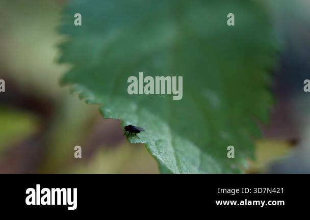 deep green leaf hosts tiny crawling beetle, close view of leaf with ...