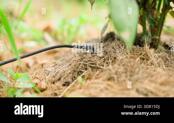 Drip irrigation of roses, close-up. High quality FullHD footage Stock ...