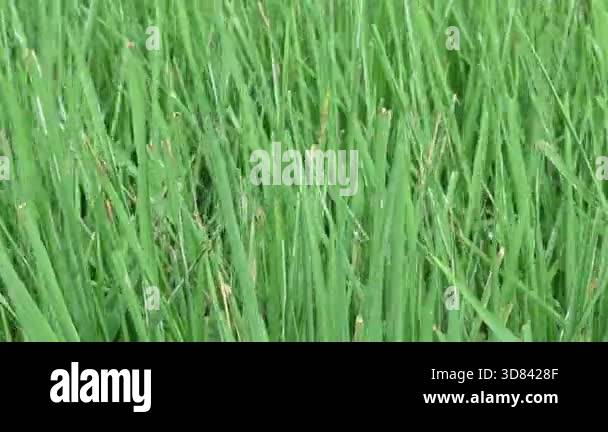 Bacterial leaf blight disease in rice plant. A common and serious rice ...