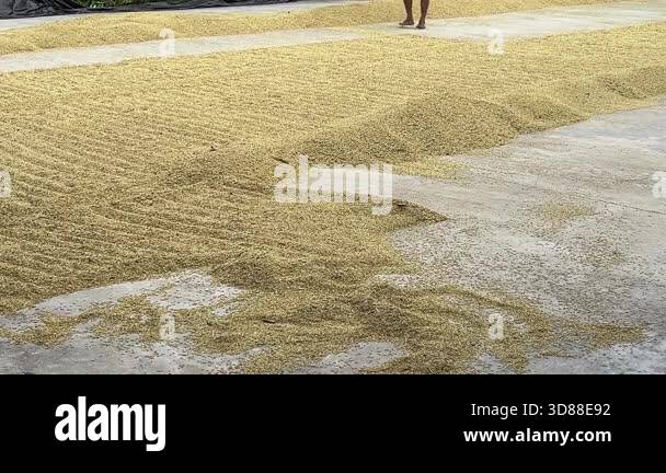 Farmers Drying Rice Grains in Sunlight During Harvest Season on ...