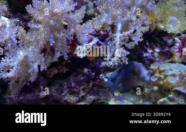 Marine angelfish Stock Videos & Footage - HD and 4K Video Clips - Alamy