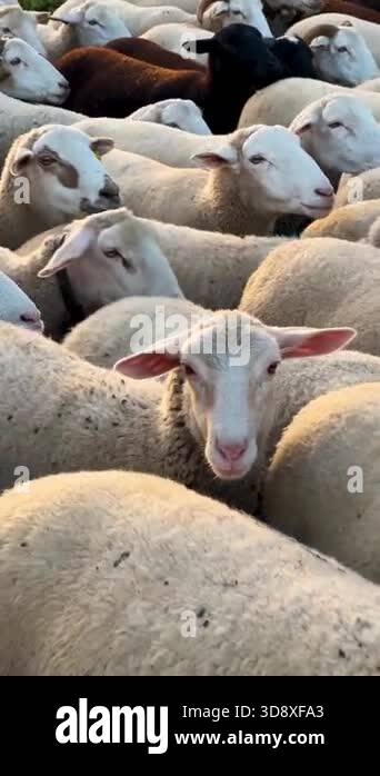 Flock crowding frame, woolly bodies surging forward in unhurried ...