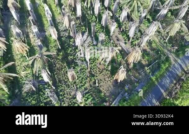 oil palm plantations that grow in various forms Stock Video Footage - Alamy