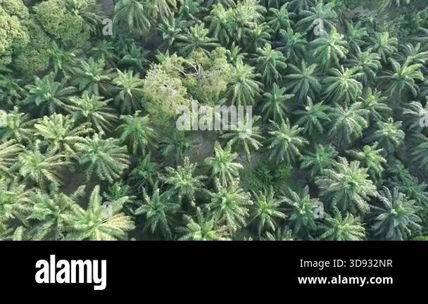 oil palm plantations that grow in various forms Stock Video Footage - Alamy