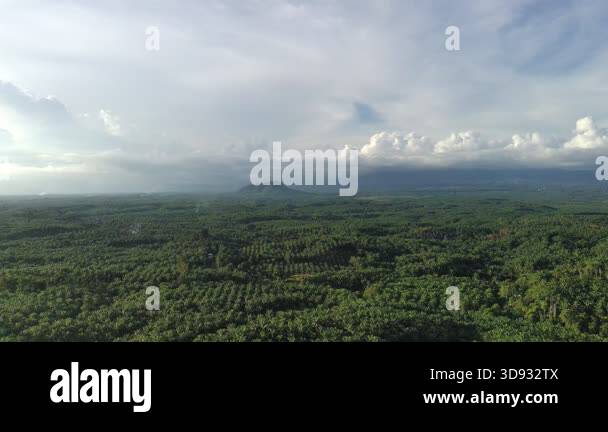 oil palm plantations that grow in various forms Stock Video Footage - Alamy