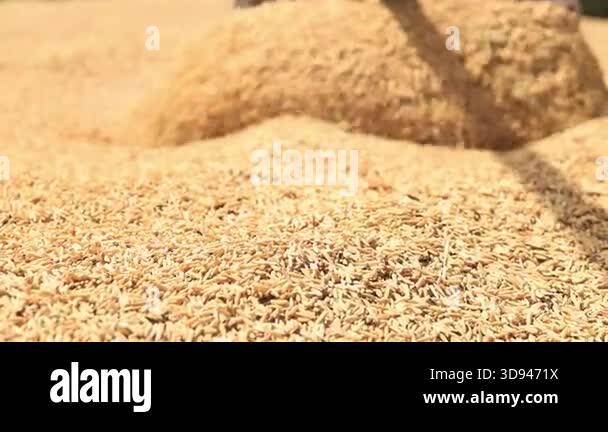 Dry Padding Rice Sun-drying paddy rice with a spreading tool, Paddy Rice, Unhusked Rice ...