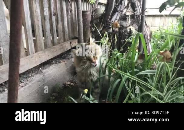Picture of A cat eating fresh green grass in a natural, calm environment. Close-up ...