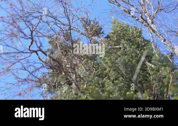 Mixed deciduous and conifer branches form large rustling bundle with ...