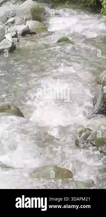 Turbulent, white water rushes over grey and mossy rocks in a vibrant ...
