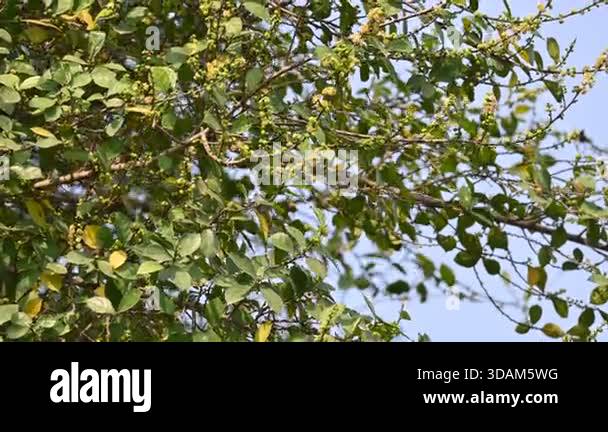 Streblus asper tree flowers. Itis a species of flowering plantin the ...