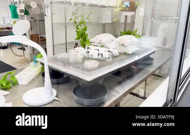 Breeding insects lab Stock Videos & Footage - HD and 4K Video Clips - Alamy
