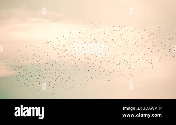 A murmuration of birds filling the pastel sky, moving as one fluid ...