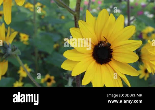 Flower festival in outdoors garden for nature trip, stock footage Stock ...