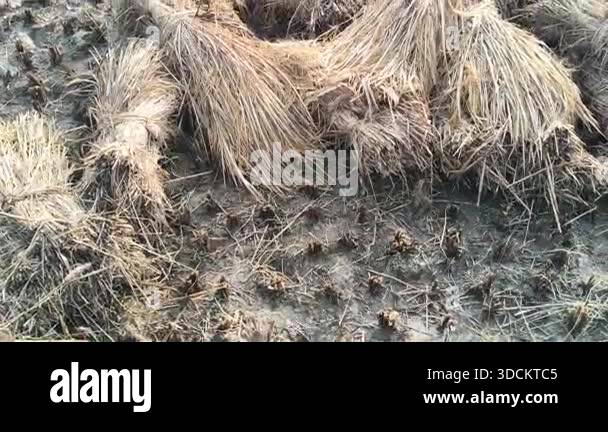 Rice stalk tied up bundle in the field. Agriculture paddy crop stack ...