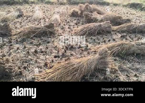 Rice stalk tied up bundle in the field. Agriculture paddy crop stack ...