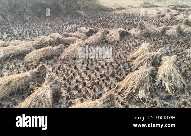 Rice stalk tied up bundle in the field. Agriculture paddy crop stack ...