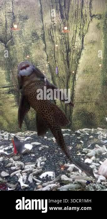 Small Aquarium Cleaner Fish Video Watch A Small Aquarium Cleaner Fish preview