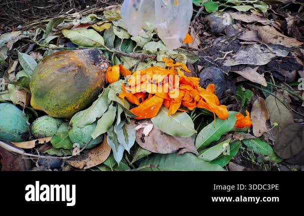 Mango and Papaya Fruit Waste with Leaves and Plastic Bag in Nature ...