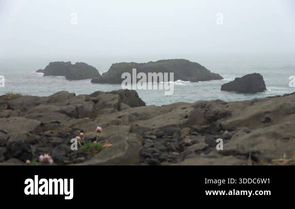 Foggy ocean view of volcanic rock formations and small pink flowers on ...