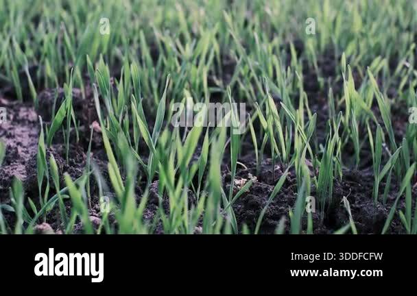 Fresh green sprouts emerging from dark soil in a close-up view. A ...
