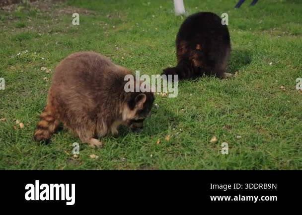 Animal behavior, Raccoon family, Raccoon foraging. Two raccoons are ...