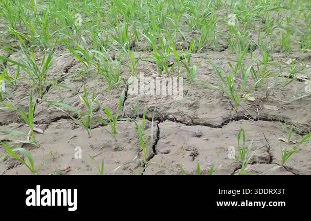 Wheat Seedlings Drought Stress Cracked Soil Dry Field Crop Damage ...