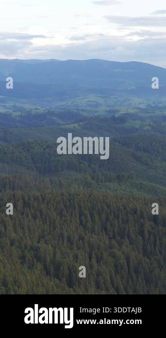 A panoramic view showcases a lush forest landscape with rolling hills ...
