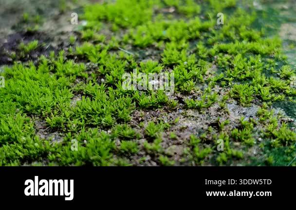 The moss species with the scientific name Barbula unguiculata, commonly ...