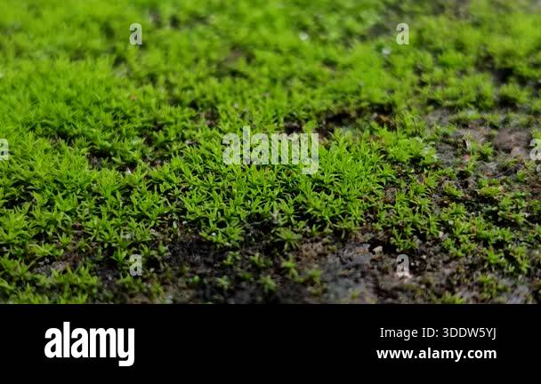 The moss species with the scientific name Barbula unguiculata, commonly ...
