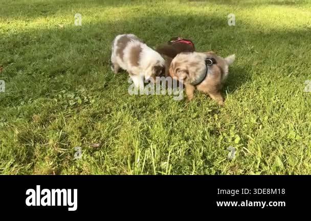 Two dogs are playing in a grassy field. One of the dogs is brown and ...