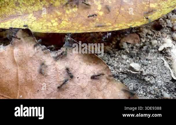 Close-up of ants crawling across dry fallen leaves and sandy soil ...