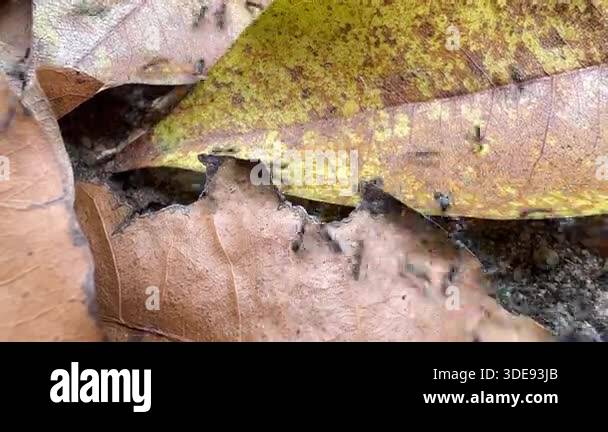 Close-up of ants crawling across dry fallen leaves and sandy soil ...