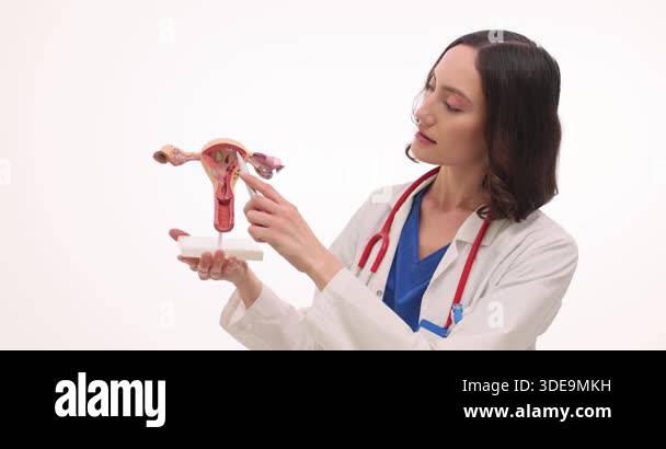 Gynecology doctor holds uterus model in hands showing ovaries and ...