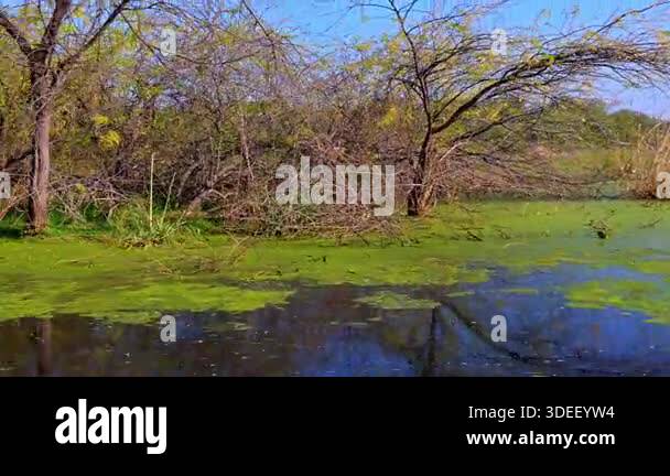 A wide perspective of the marsh shows blue water patches breaking ...