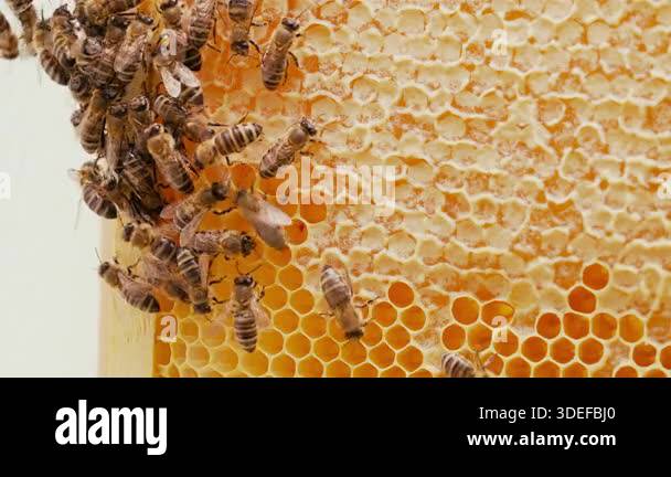Bees moving inside bright yellow honeycomb, within hive. Natural ...