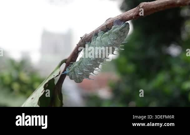 Green Insect Larvae observation of a large green insect larva, which according to the ...