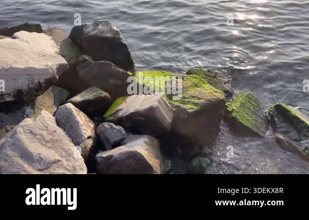 Sunlit Mossy Rocks on Serene Coastline.Golden sunlight reflects on calm ...