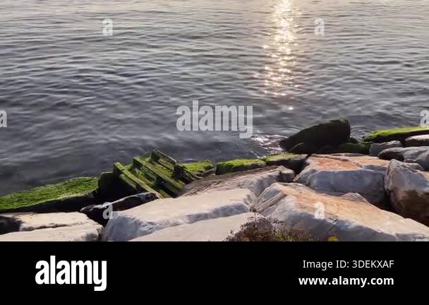 Sunlit Mossy Rocks on Serene Coastline.Golden sunlight reflects on calm ...