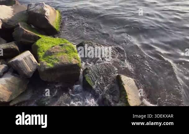 Sunlit Mossy Rocks on Serene Coastline.Golden sunlight reflects on calm ...
