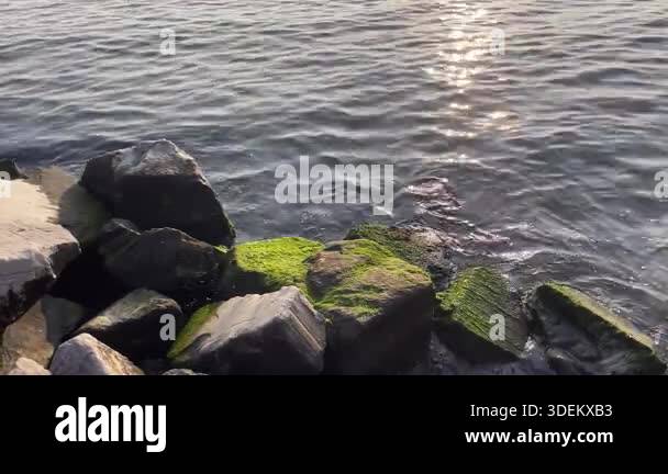 Sunlit Mossy Rocks on Serene Coastline.Golden sunlight reflects on calm ...