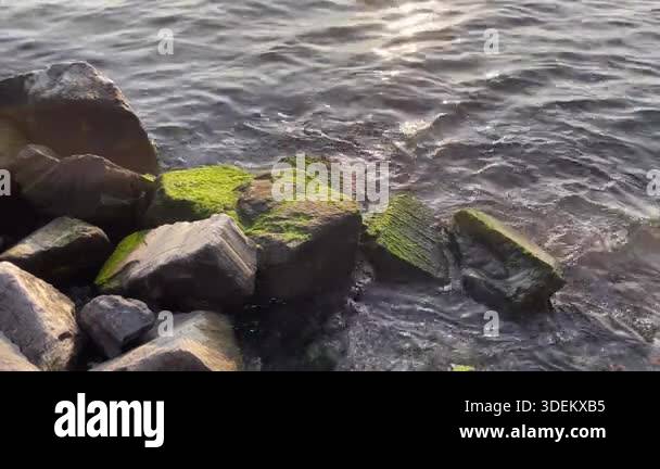 Sunlit Mossy Rocks on Serene Coastline.Golden sunlight reflects on calm ...