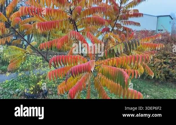 Sumac Tree In Autumn Young sumac tree with bright autumn leaves in overcast morning Stock ...