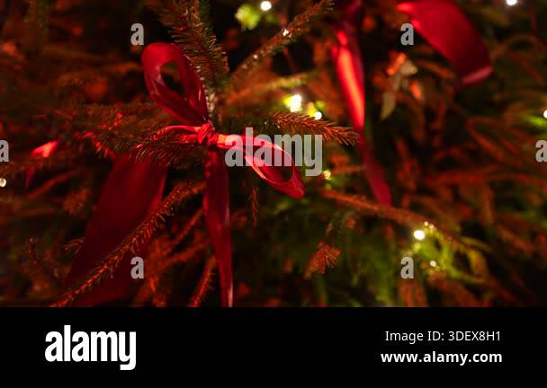 Close-up view of red ribbons tied around evergreen branches ...