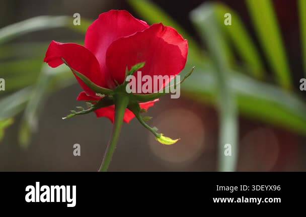 Close-up video footage of a blooming red rose captured from a side and ...