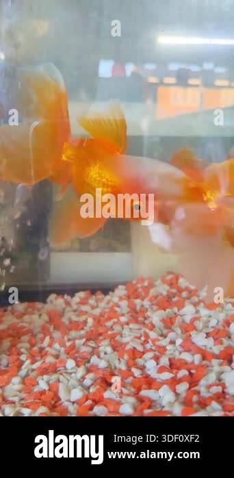 Beautiful Vibrant Goldfish Swimming Gracefully in Clear Aquarium Water ...