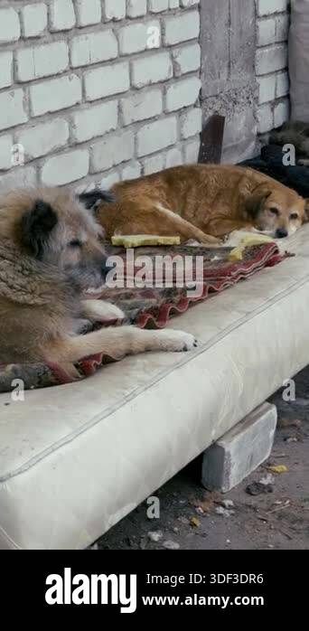 Two sad, homeless dogs rest on a dirty mattress next to a white brick ...