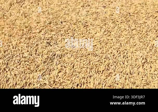 Large Rice Paddy Paddy Rice, Unhusked Rice, a large amount of rice paddy spread out for ...