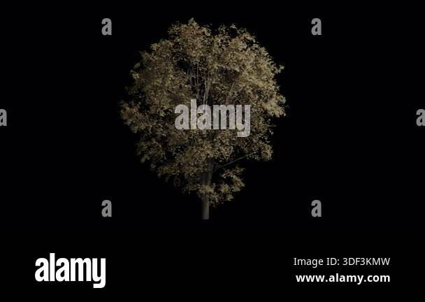Acer Pseudoplatanus Tree wind blows animation Stock Video Footage - Alamy